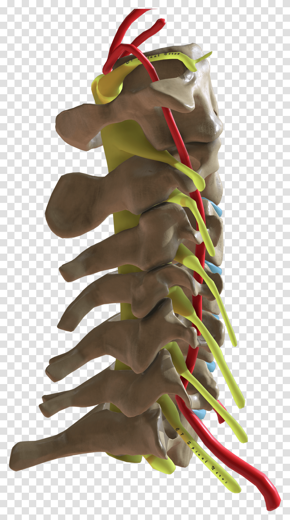 Cervical Spine Lateral View Transparent Png