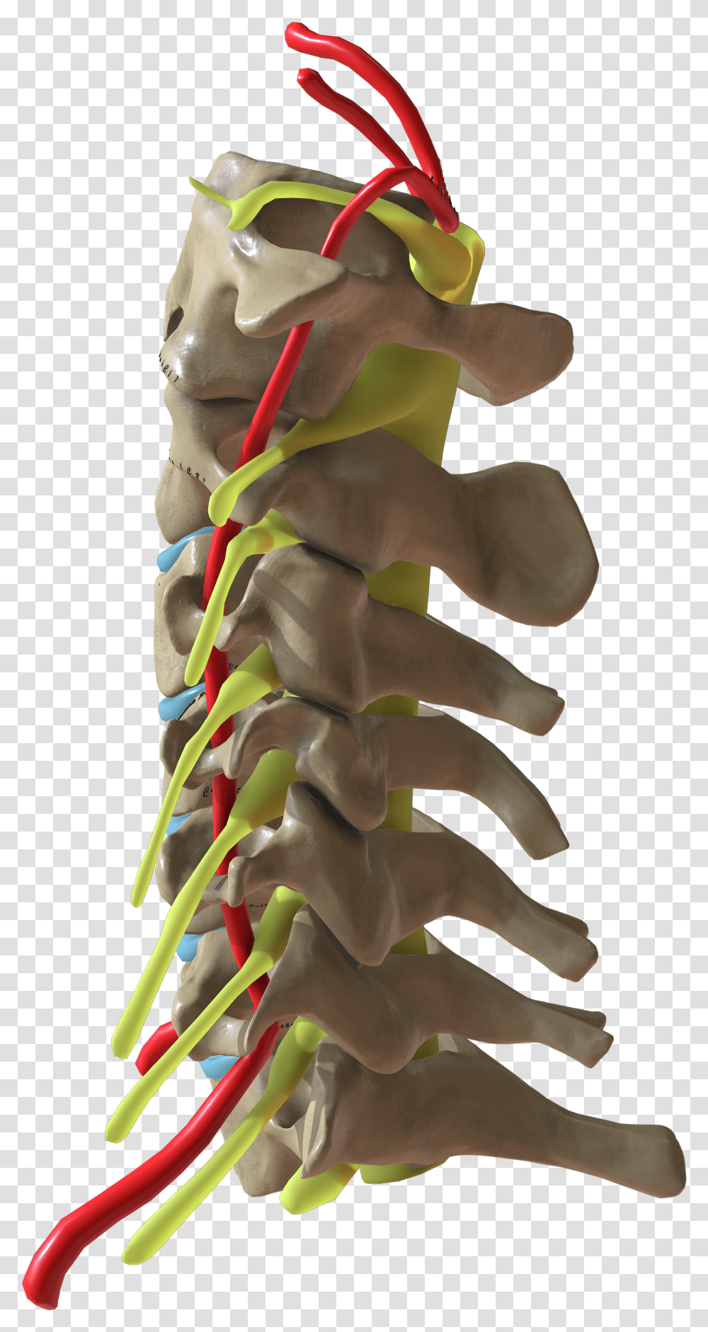 Cervical Spine Side View Toy Transparent Png