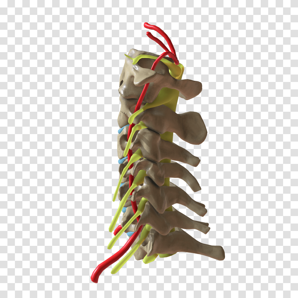 Cervical Spine Side View Transparent Png