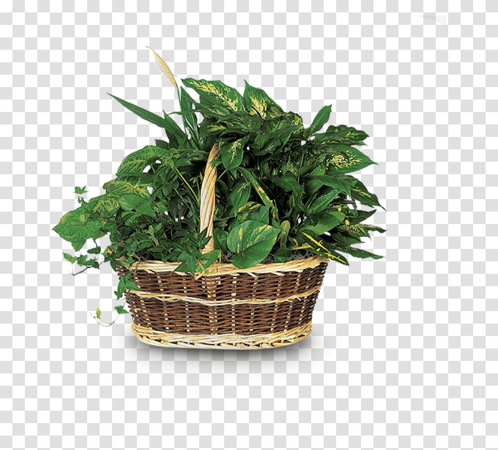 Cesto De Flores Santa Lucia Dish Garden Plants, Basket, Vegetation, Leaf Transparent Png