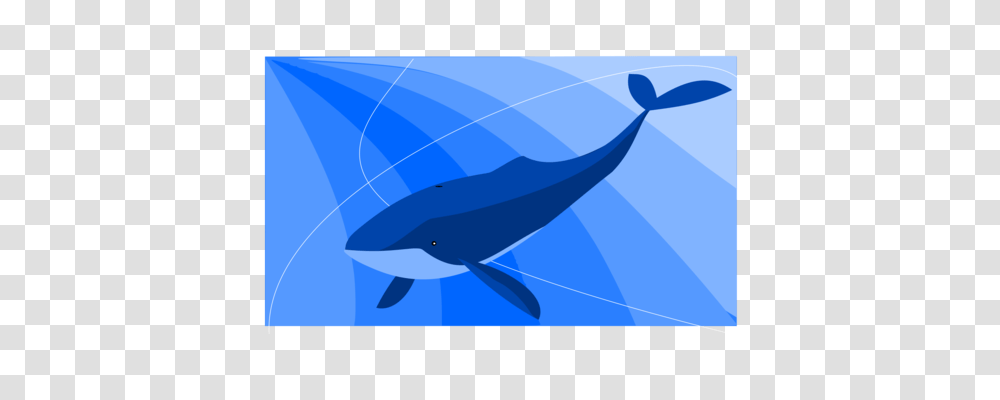 Cetacea Download Drawing Art Humpback Whale, Sea Life, Animal, Mammal, Dolphin Transparent Png