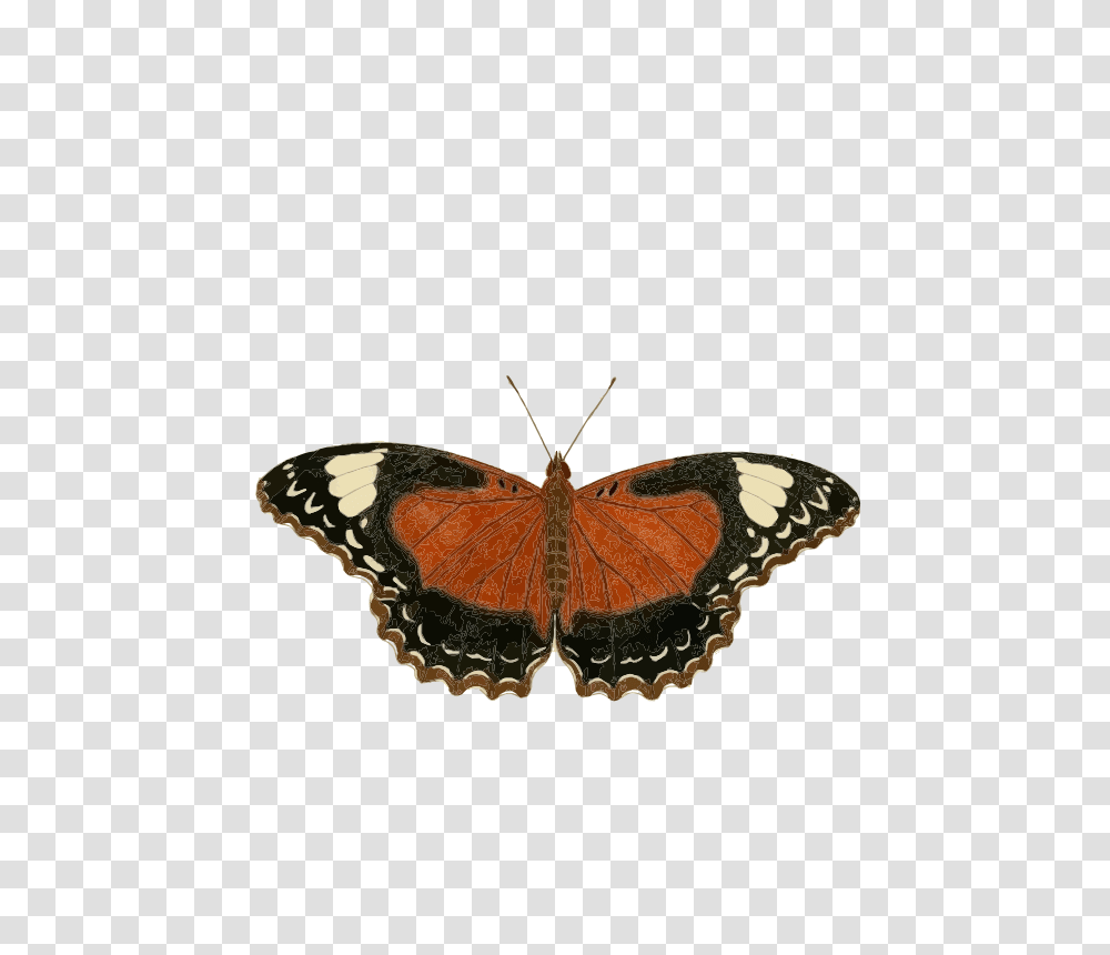 Cethosia Cydippe, Animals, Butterfly, Insect, Invertebrate Transparent Png