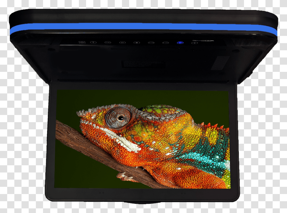 Cfd 158 Chameleon 15 Computer Monitor, Fish, Animal, LCD Screen, Electronics Transparent Png
