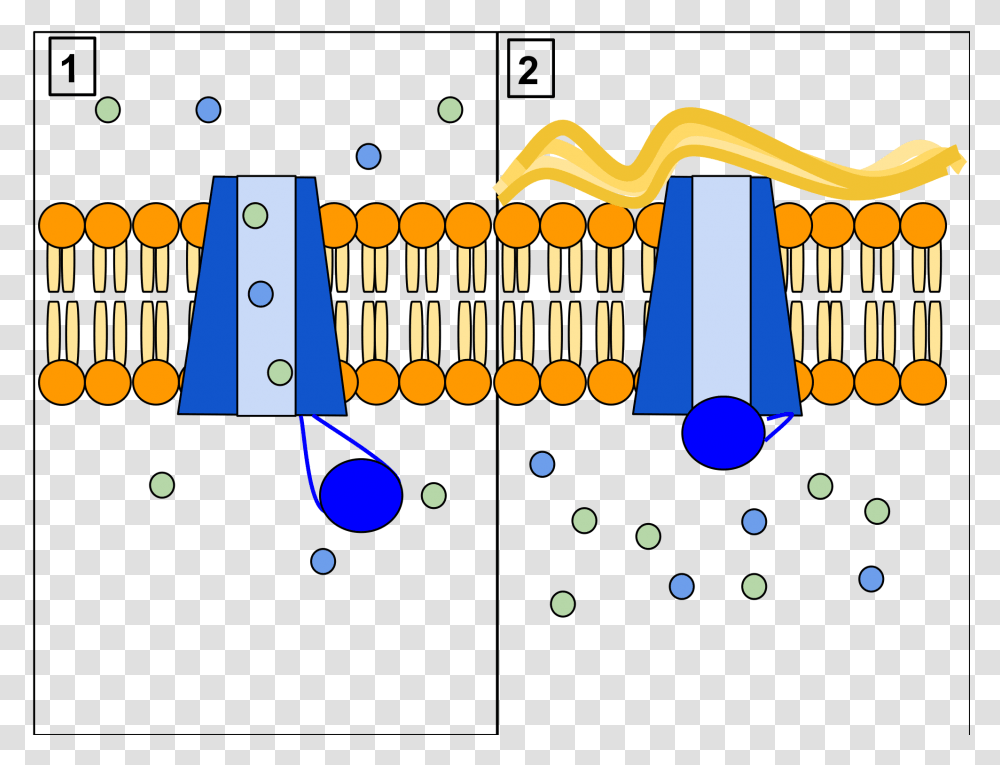 Cftr Protein Panels, Musical Instrument, Xylophone, Vibraphone, Glockenspiel Transparent Png