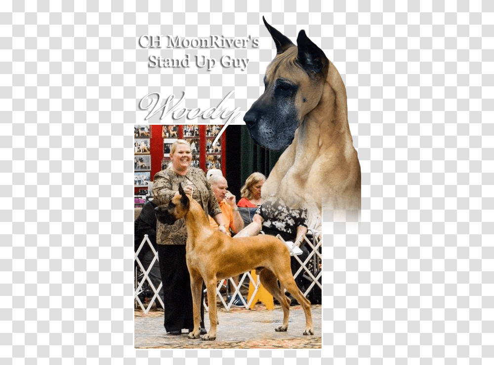 Ch Moonriver S Stand Up Guy Great Dane, Dog, Pet, Canine, Animal Transparent Png
