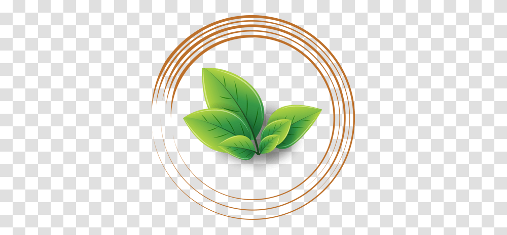 Cha Ctea Patia Bhubaneswar Green Teas, Leaf, Plant, Potted Plant, Vase Transparent Png