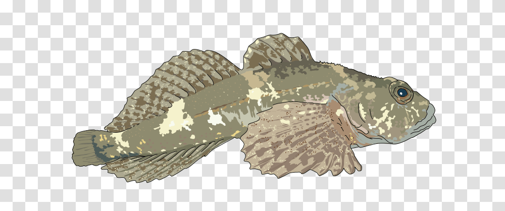 Chabot, Animals, Reptile, Crocodile, Alligator Transparent Png