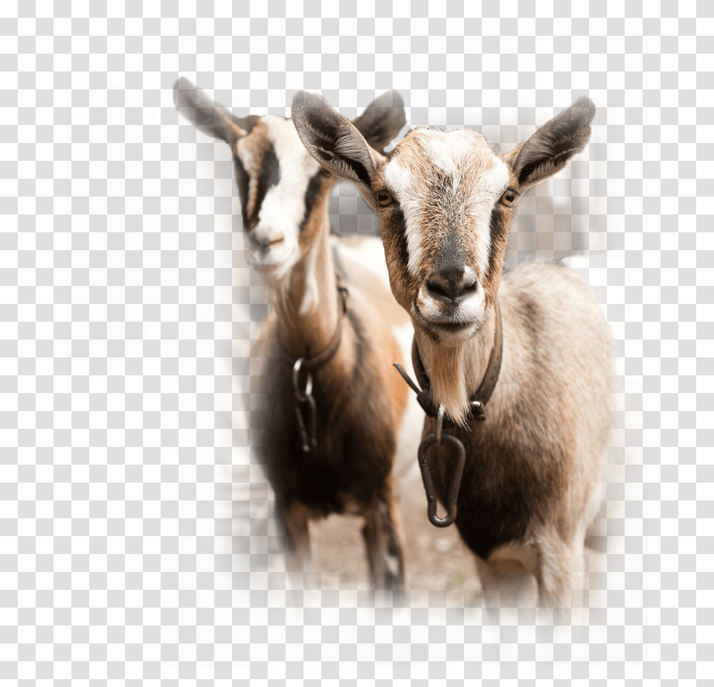 Chaffhaye For Goats Goats Herd In Spain, Cow, Cattle, Mammal, Animal Transparent Png