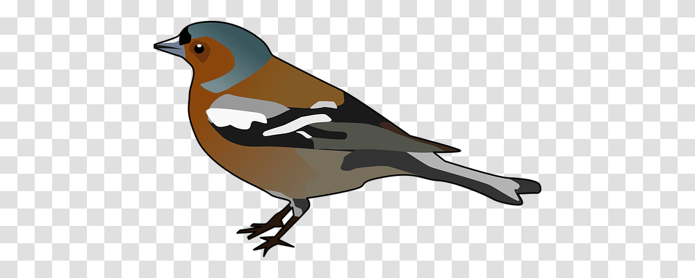 Chaffinch Animals, Waterfowl, Bird, Duck Transparent Png