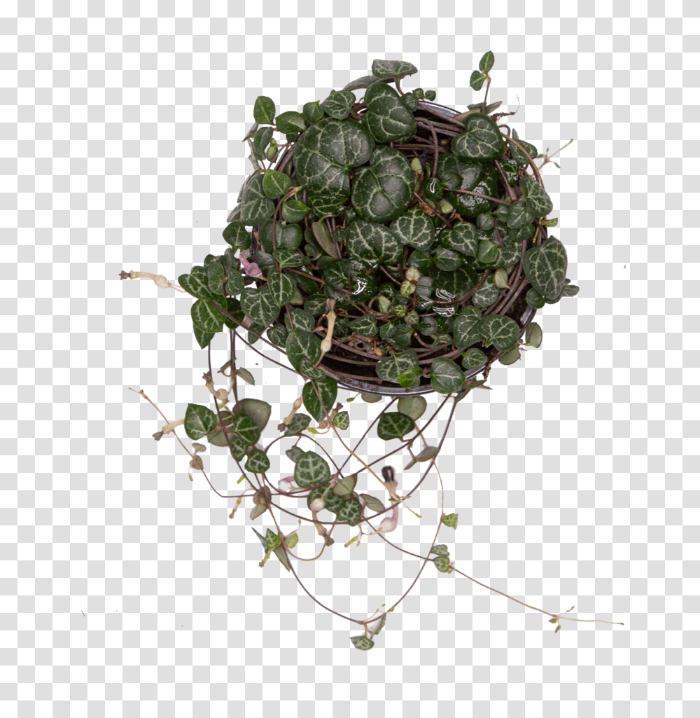 Chain Of Hearts Twig, Plant, Potted Plant, Vase, Jar Transparent Png