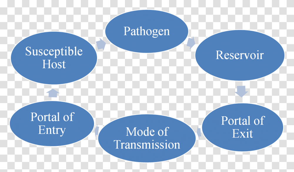 Chain Of Infection, Plot, Diagram, Oval Transparent Png