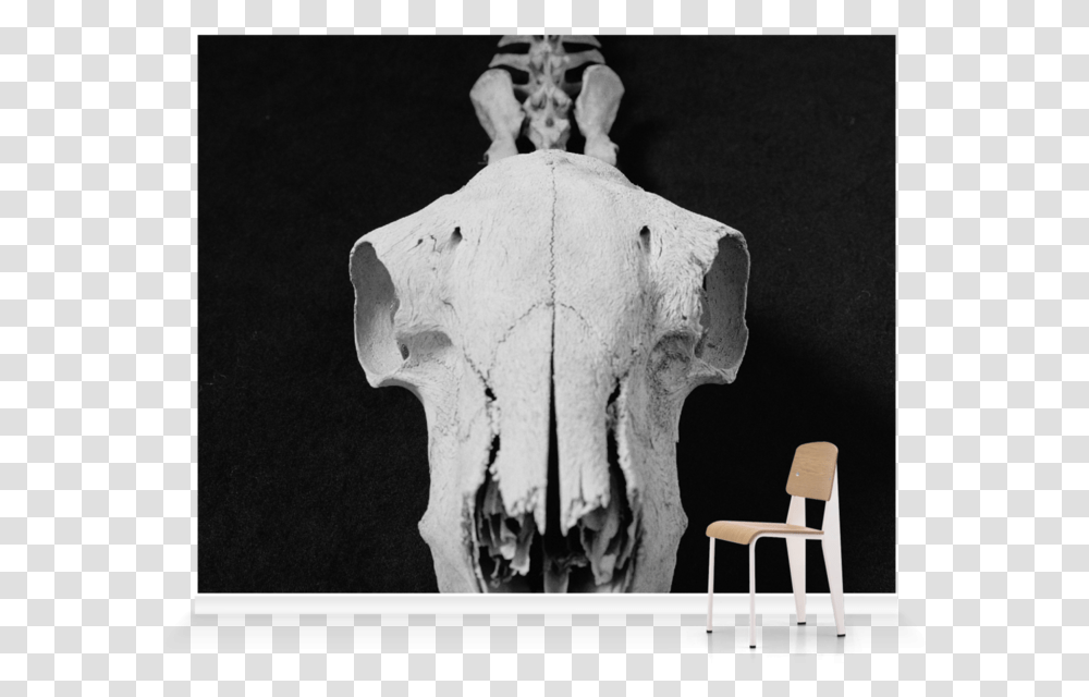 Chair, Elephant, Wildlife, Mammal, Animal Transparent Png