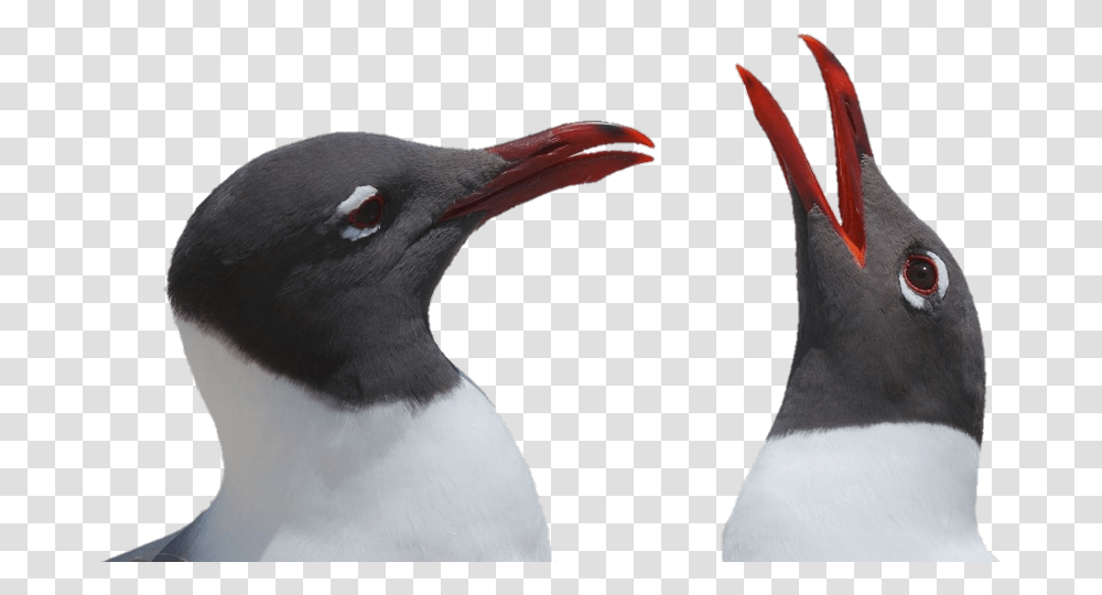 Chajki Freetoedit Scseagull Seagull Gentoo Penguin, Bird, Animal, Beak Transparent Png