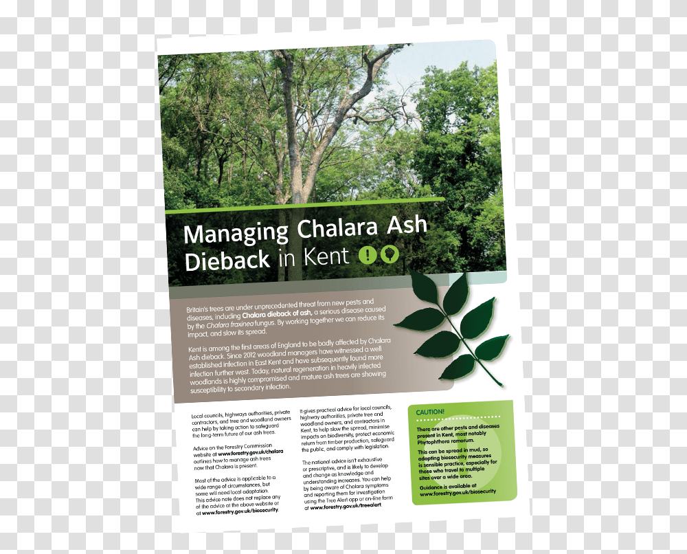 Chalara Ash Dieback Tree, Advertisement, Poster, Flyer, Paper Transparent Png