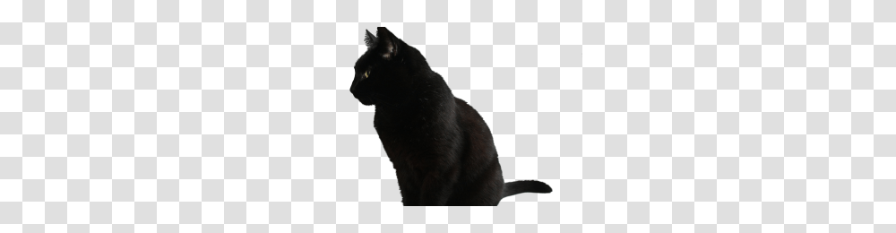 Chalkboard Background Background Check All, Black Cat, Pet, Mammal, Animal Transparent Png