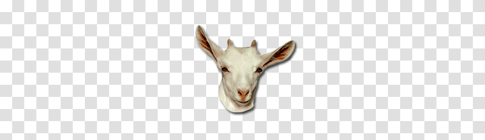 Challenge, Mammal, Animal, Goat, Sheep Transparent Png