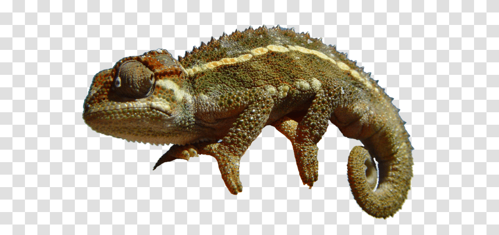 Chameleon 1 Image Chameleon, Lizard, Reptile, Animal, Iguana Transparent Png