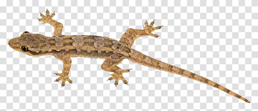 Chameleon Bearded Dragon Iguana, Gecko, Lizard, Reptile, Animal Transparent Png