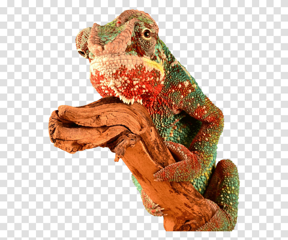 Chameleon Brick Tinting Mascot Red Chameleon, Iguana, Lizard, Reptile, Animal Transparent Png