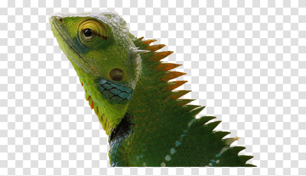 Chameleon Brick Tinting Masot Wallpaper, Iguana, Lizard, Reptile, Animal Transparent Png
