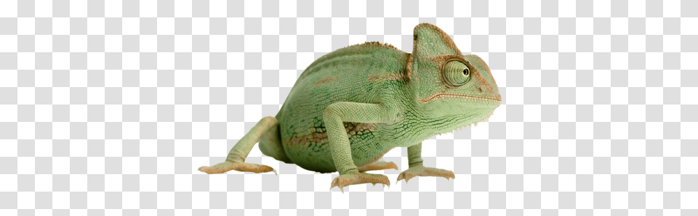 Chameleon Kameleon, Lizard, Reptile, Animal, Iguana Transparent Png