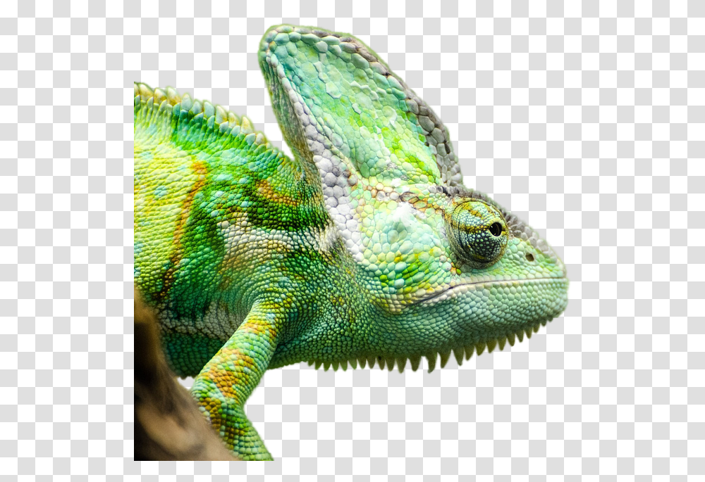 Chameleon, Lizard, Reptile, Animal, Iguana Transparent Png