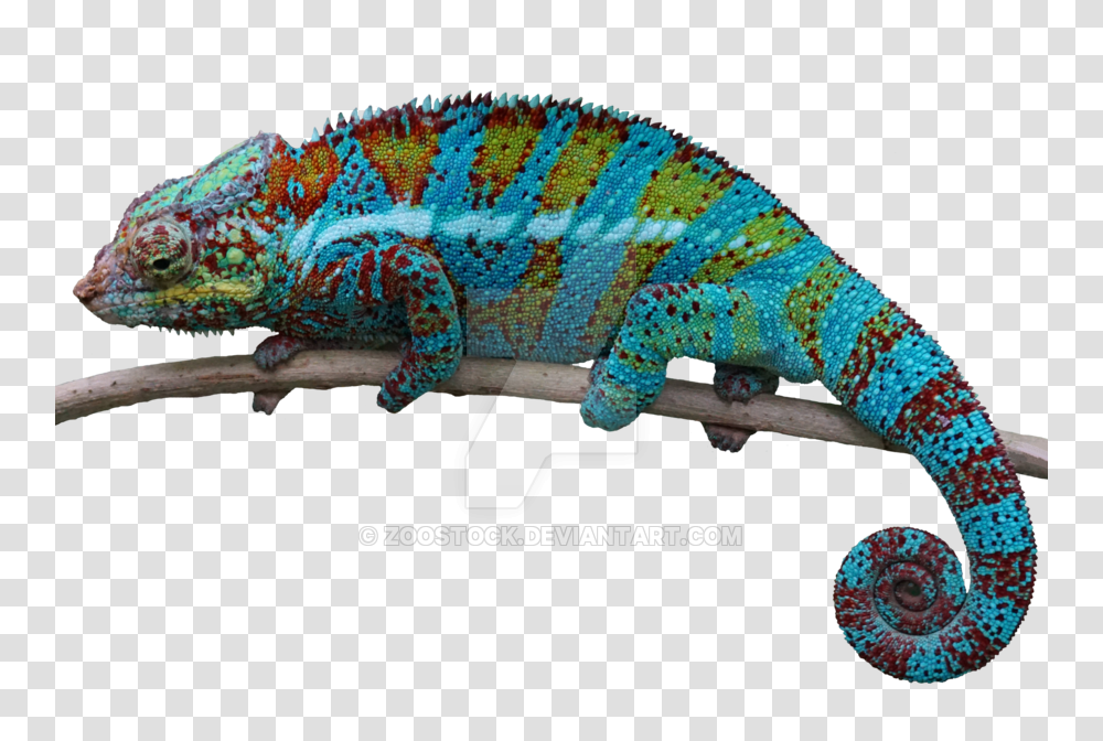 Chameleon On A Background, Iguana, Lizard, Reptile, Animal Transparent Png