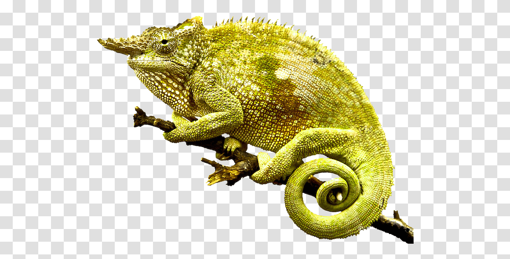 Chameleon Photo, Lizard, Reptile, Animal, Iguana Transparent Png