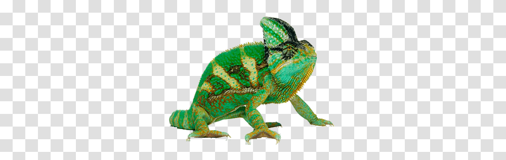 Chameleon Picture, Iguana, Lizard, Reptile, Animal Transparent Png