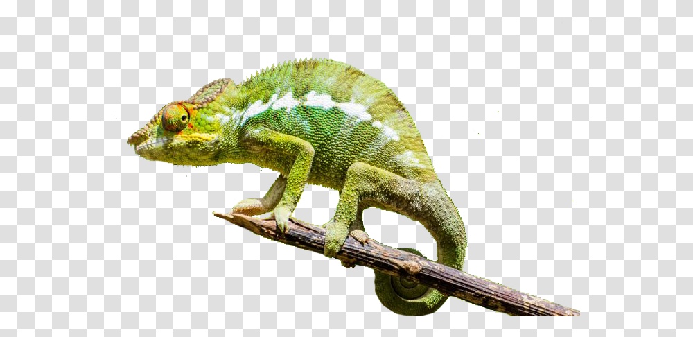 Chameleon Rogue Chameleons, Lizard, Reptile, Animal, Iguana Transparent Png