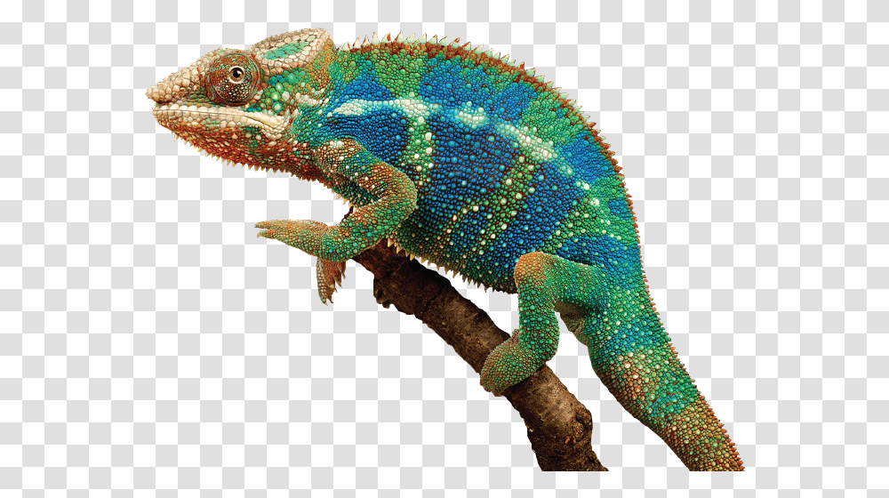 Chameleon V, Iguana, Lizard, Reptile, Animal Transparent Png