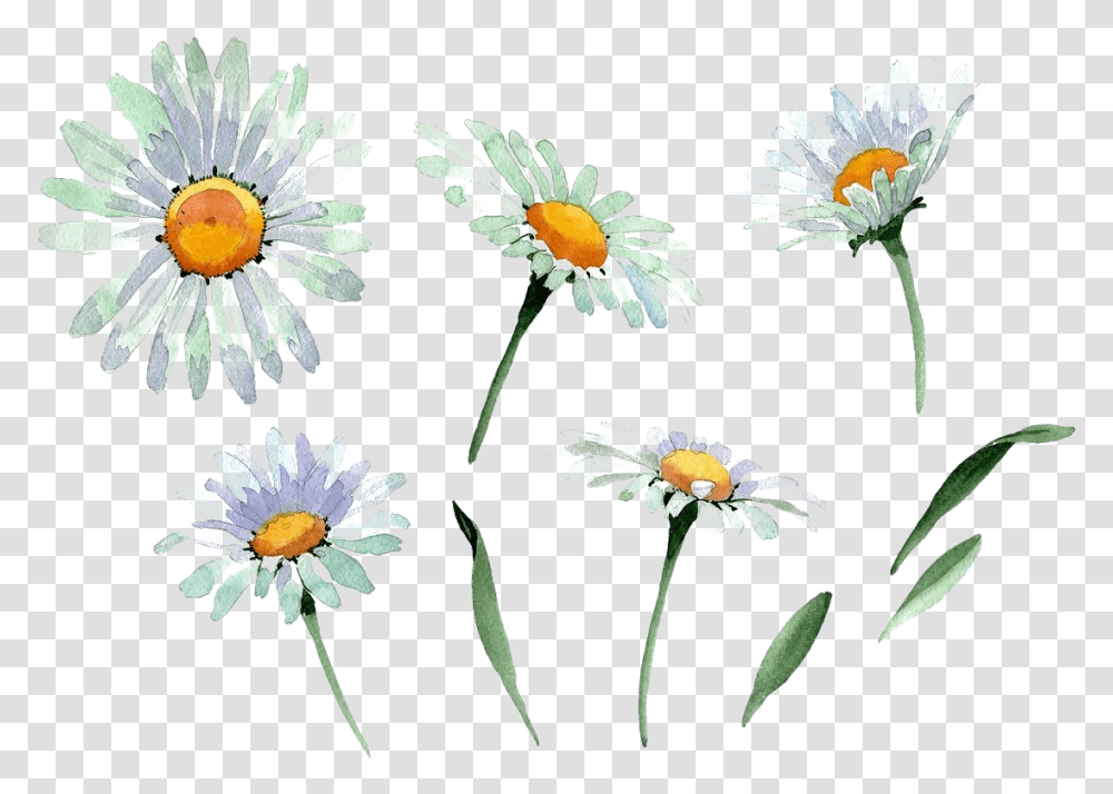 Chamomile Background Chamomile Watercolor, Plant, Daisy, Flower, Daisies Transparent Png