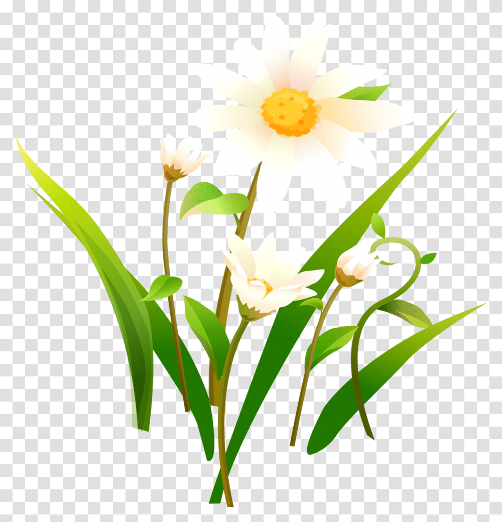 Chamomile Chamomile Images, Plant, Flower, Blossom, Petal Transparent Png