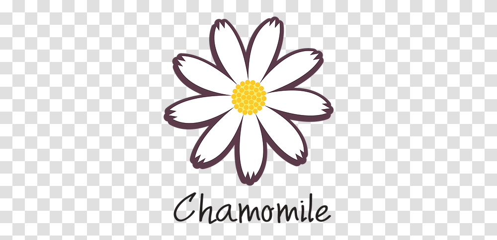 Chamomile Chamomile, Plant, Daisy, Flower, Daisies Transparent Png