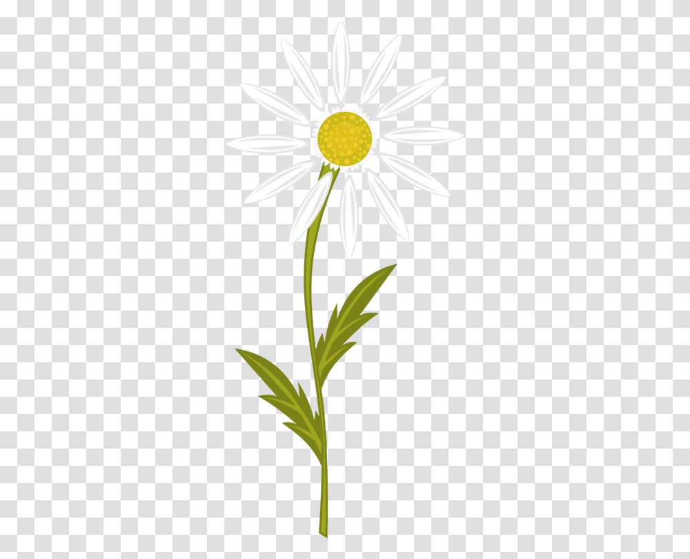 Chamomile Computer Icons Download Flower Drawing, Plant, Blossom, Daisy, Daisies Transparent Png