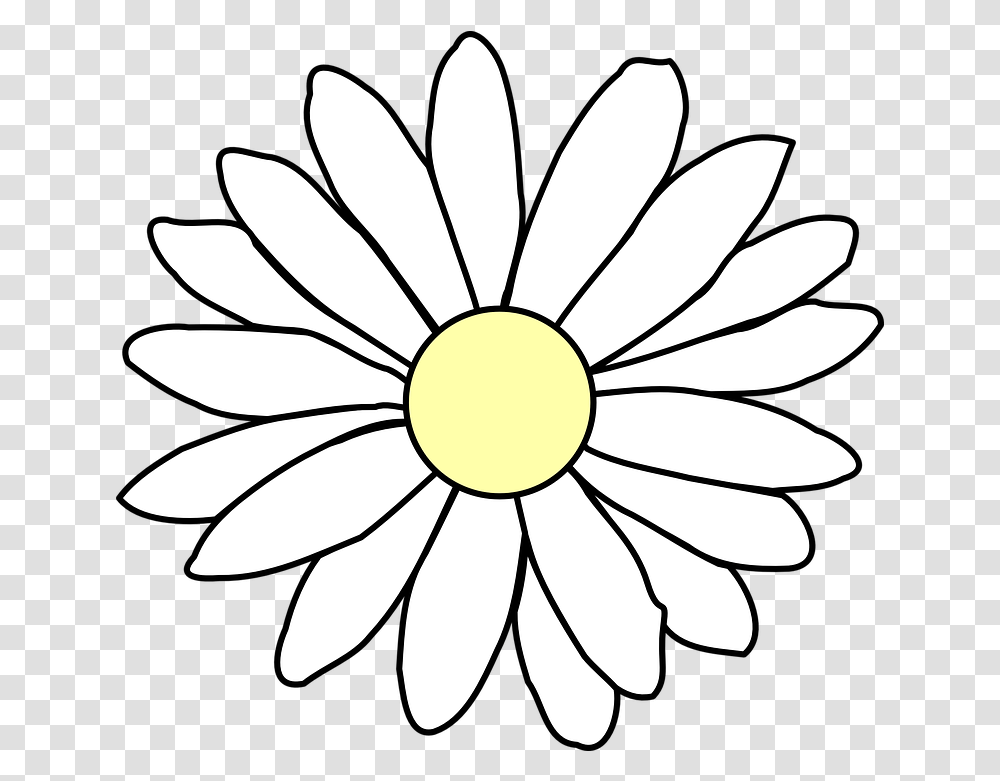 Chamomile Daisy White Free Vector Graphic On Pixabay Flower Outline Background, Plant, Daisies, Blossom, Petal Transparent Png
