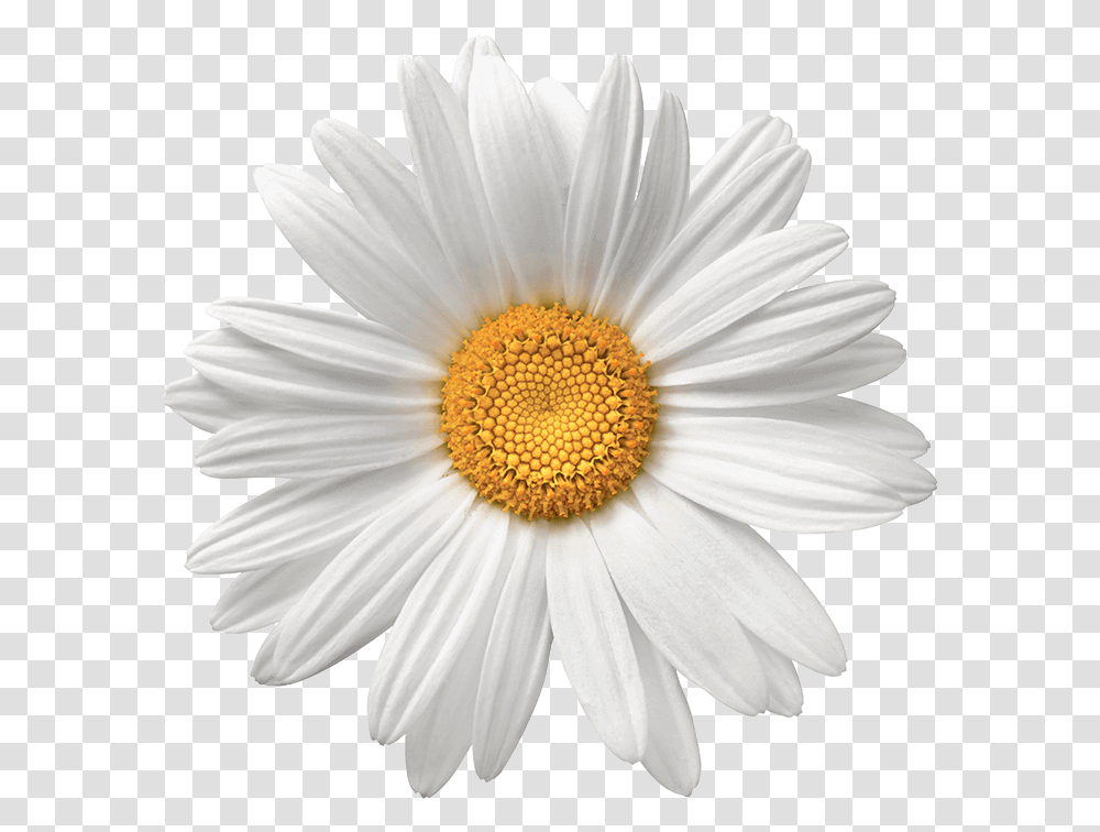 Chamomile Flower Background Image Daisy Flower, Plant, Daisies, Blossom Transparent Png