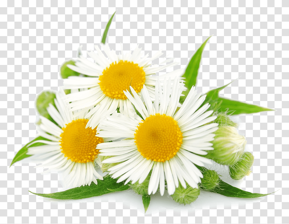 Chamomile Hd Camomila Romana, Plant, Daisy, Flower, Daisies Transparent Png