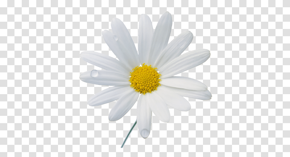 Chamomile Images 23 Camomile, Plant, Daisy, Flower, Daisies Transparent Png