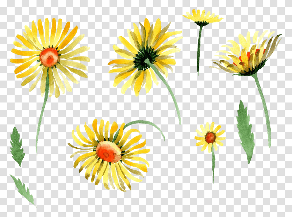 Chamomile Watercolor, Plant, Flower, Daisy, Floral Design Transparent Png