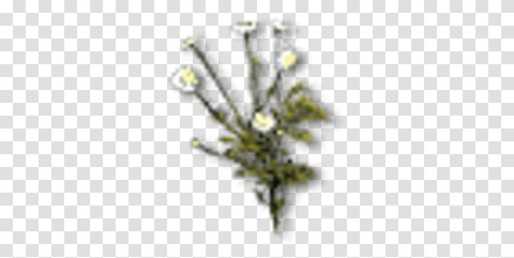 Chamomile Witcher Wiki Fandom Artificial Flower, Plant, Tree, Floral Design, Pattern Transparent Png