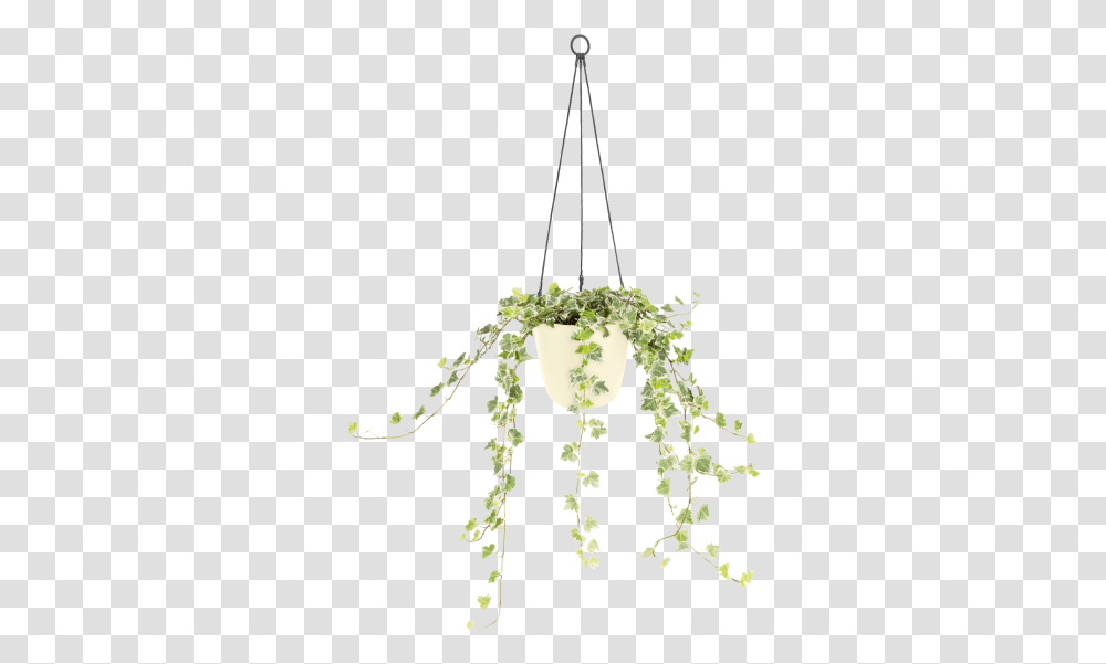 Chandelier, Plant, Vine, Light Fixture Transparent Png