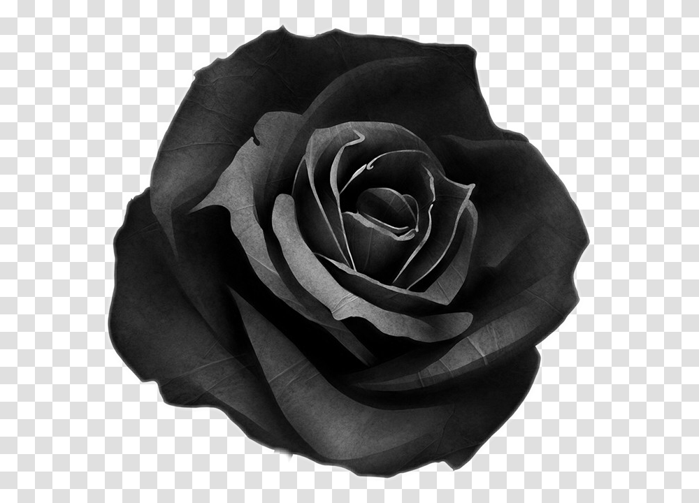 Chanel Blackrose Freetoedit Tattoo Black Rose, Flower, Plant, Blossom Transparent Png