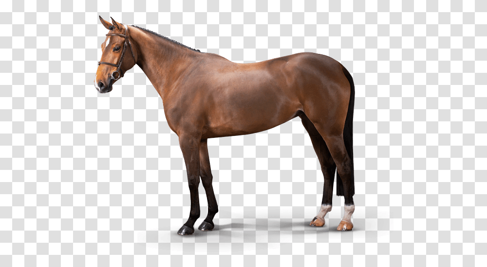 Chanel Vant Ameldonk Z Luigi D Eclipse Stallion, Horse, Mammal, Animal, Colt Horse Transparent Png