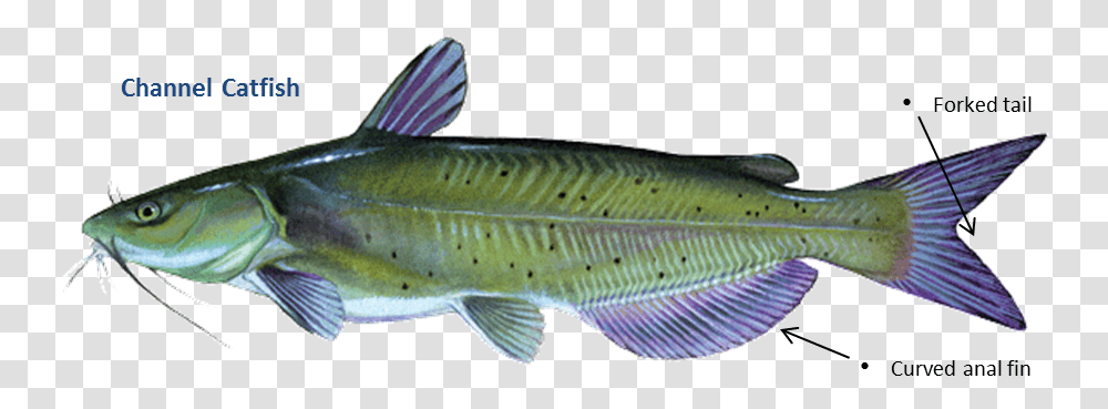 Channel Catfish, Animal, Coho, Sea Life, Mullet Fish Transparent Png