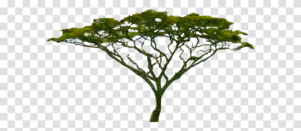Chapter 24 Botany En Epidermal Leaves Plant Acacia Tree No Background, Vegetation, Moss, Woodland, Nature Transparent Png