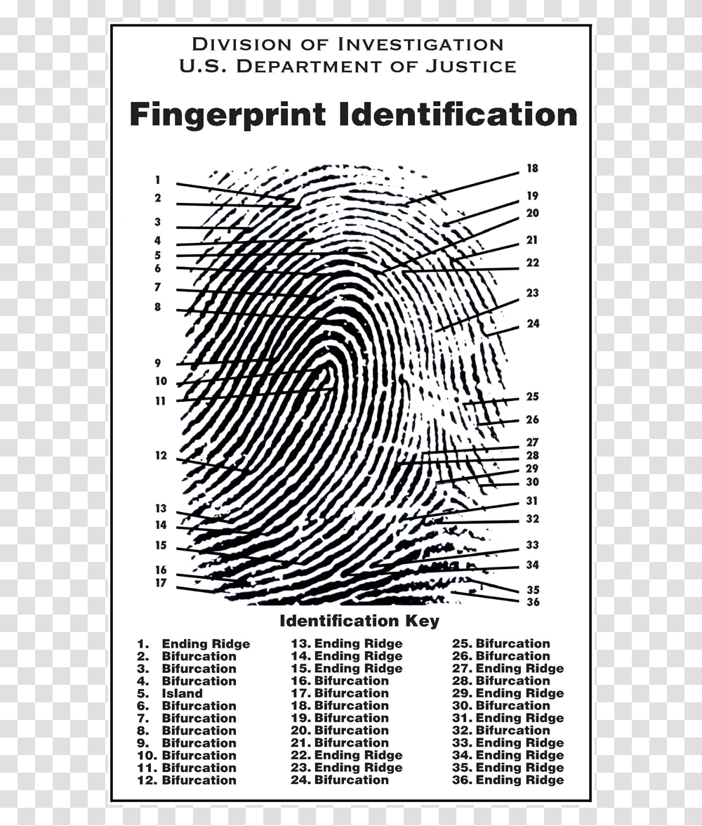 Characteristics Of A Fingerprint, Word, Plot, Spiral Transparent Png