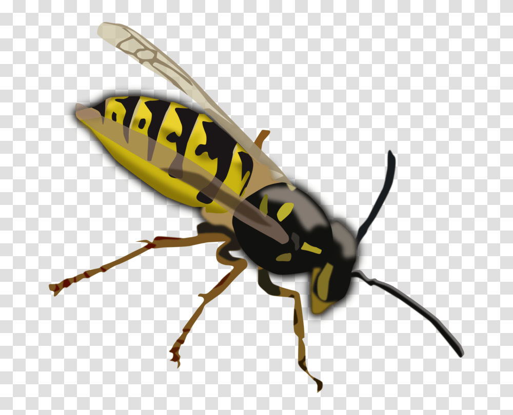 Characteristics Of Common Wasps And Bees Insect Characteristics, Invertebrate, Animal, Andrena, Hornet Transparent Png