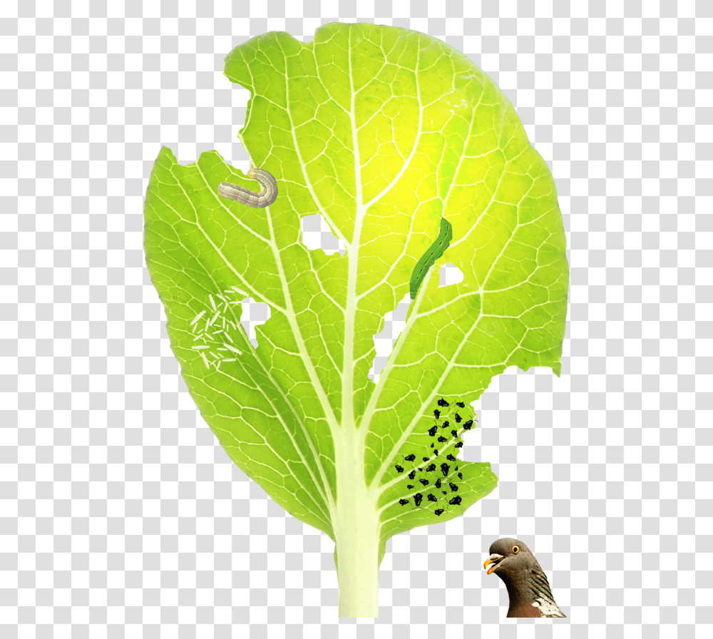 Chard, Plant, Bird, Animal, Leaf Transparent Png