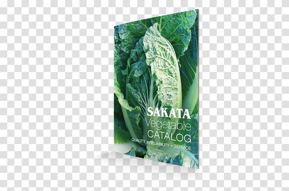 Chard, Plant, Kale, Cabbage, Vegetable Transparent Png
